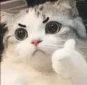 Cat thumbs