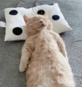 eepy cat