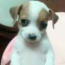 Tadinho 