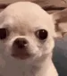evilchihuahua