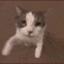 Cat Kiss | .gg/crm