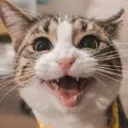 Feliz