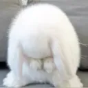 sad bunny /angelmyl