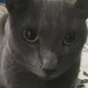 Cat of Autism
