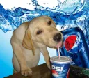 pepsidawg