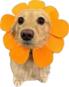 flowerdawg