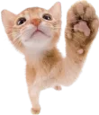 highfivecat