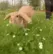 Bunny frolicking