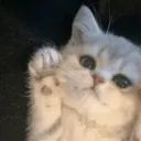 PRXcathi | .gg/prixony