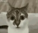 confused cat