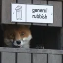 FoxRubbishGen