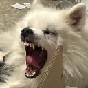Dog Yawn