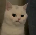 annoyedcat