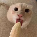 Banana cat