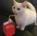 Cat Slurp