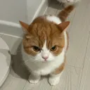 angry cat /blicky