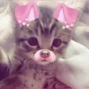 Cat fofo