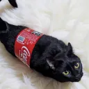 coca cola cat /blicky