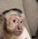 monkey side eye