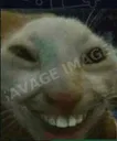 sus-cat-hahahha-laugh