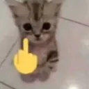 Catt