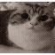 catgoesboom
