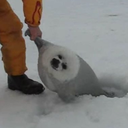 lazy ass seal