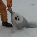 lazy ass seal