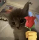Cat Flower Lovely /cozy