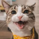 Feliz