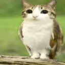 meowl