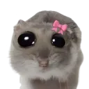 hamsterrrrr