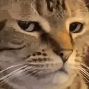 :starz_cat_side_eye: