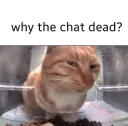 Dead Chat Cat
