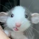 lil mouse 
