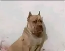 Cachorro