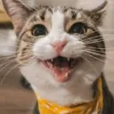 Feliz 