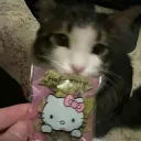 Hello kitty weed cat