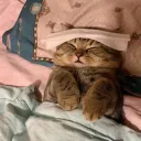 Sleepy cat