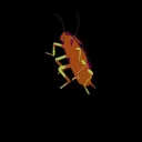 :dancing_roach