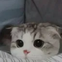 Cutecat