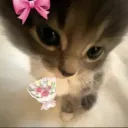 cute kitty