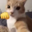 Cat fist
