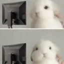 oh.. bunnyy..