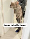 rat