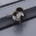 Bee Wiggle