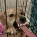Cachorro chupetao 