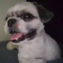 matador sombrio (gakko)