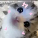 CuteCat