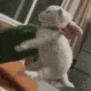 catfight .gg/ishq aja_sale